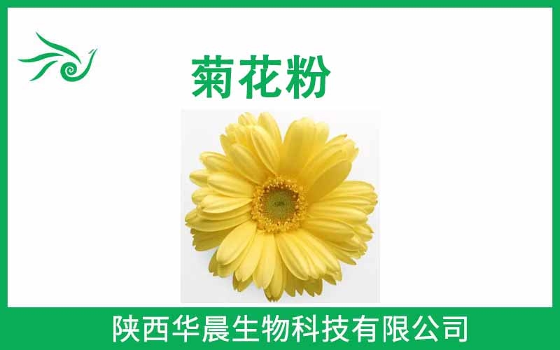 菊花粉  杭白菊提取物